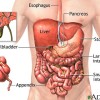General Causes of Back Pain #5 internal organs