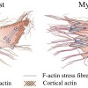 Fascia Contracts myofibroblasts
