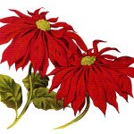 Poinsettias