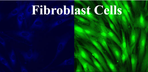 Fibroblast-cells